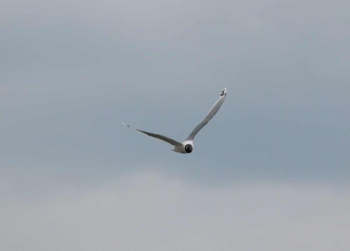 Franklin's Gull - ML646266721