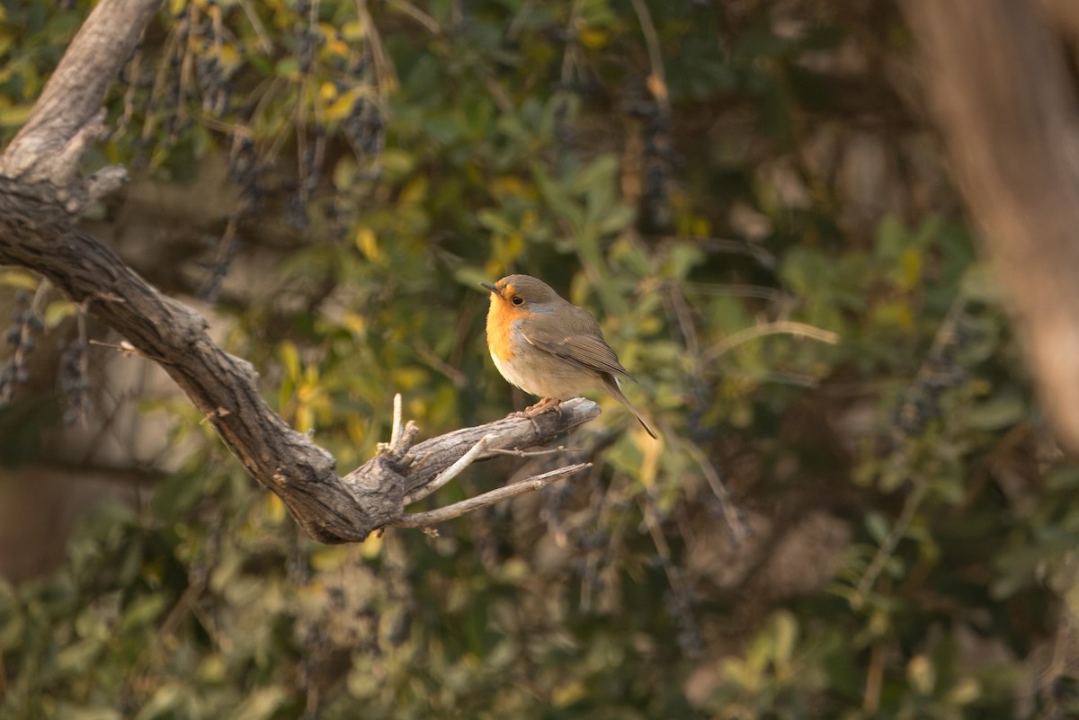 červenka obecná - ML646266727