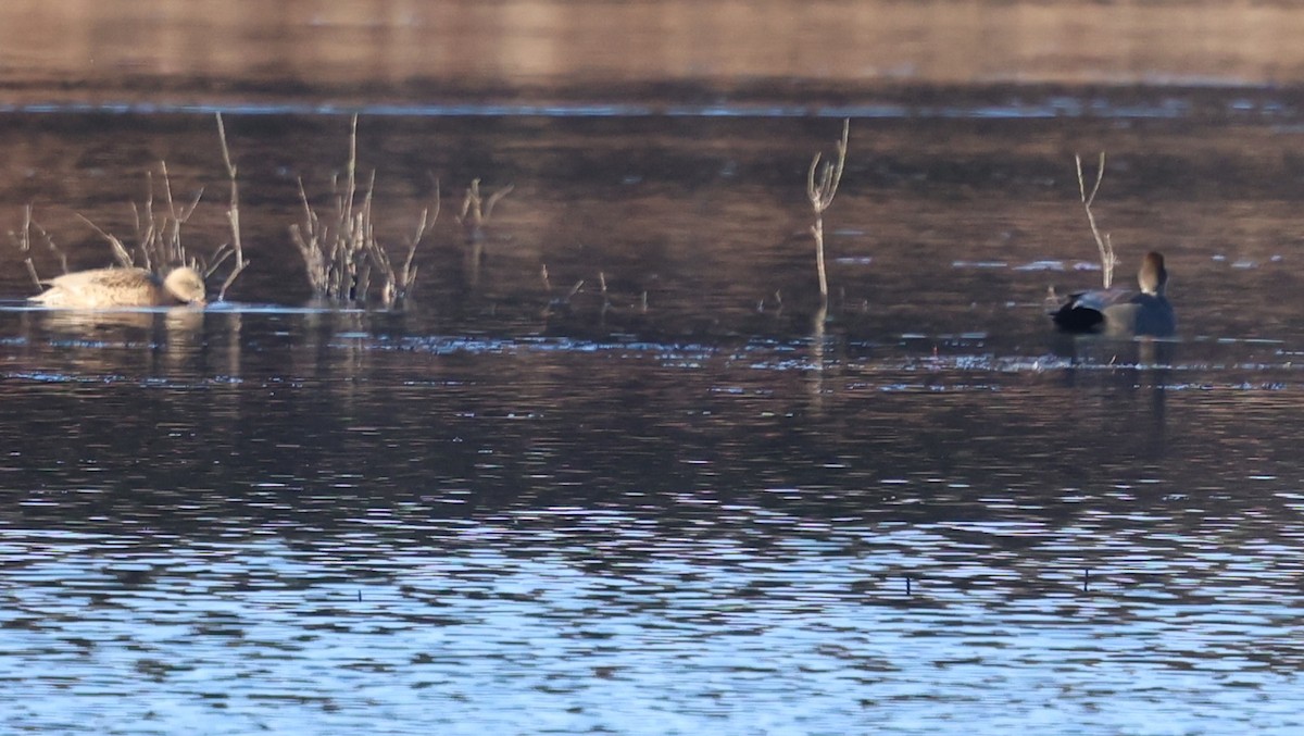 Boz Ördek - ML646266728