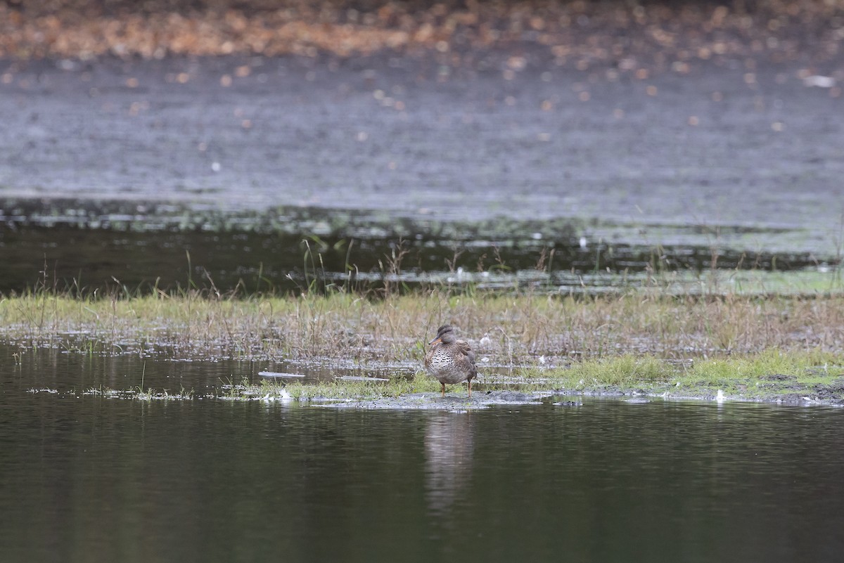 Boz Ördek (strepera) - ML646266729