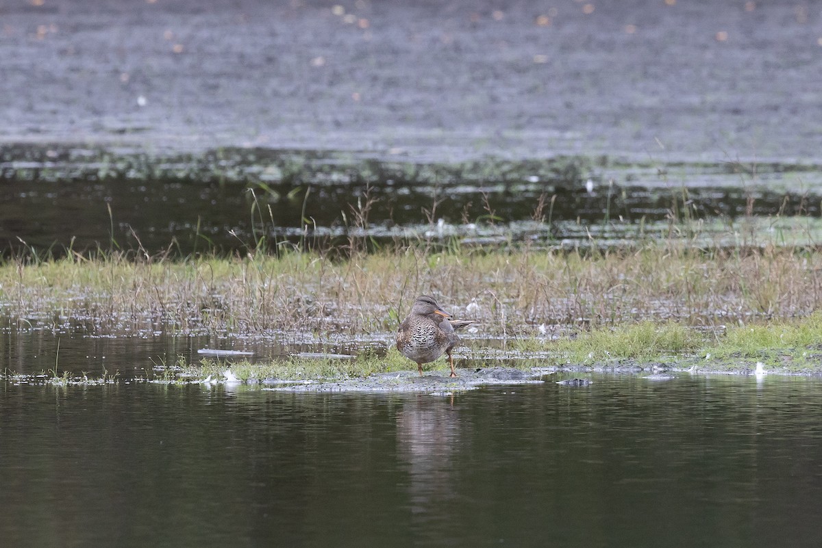 Boz Ördek (strepera) - ML646266730