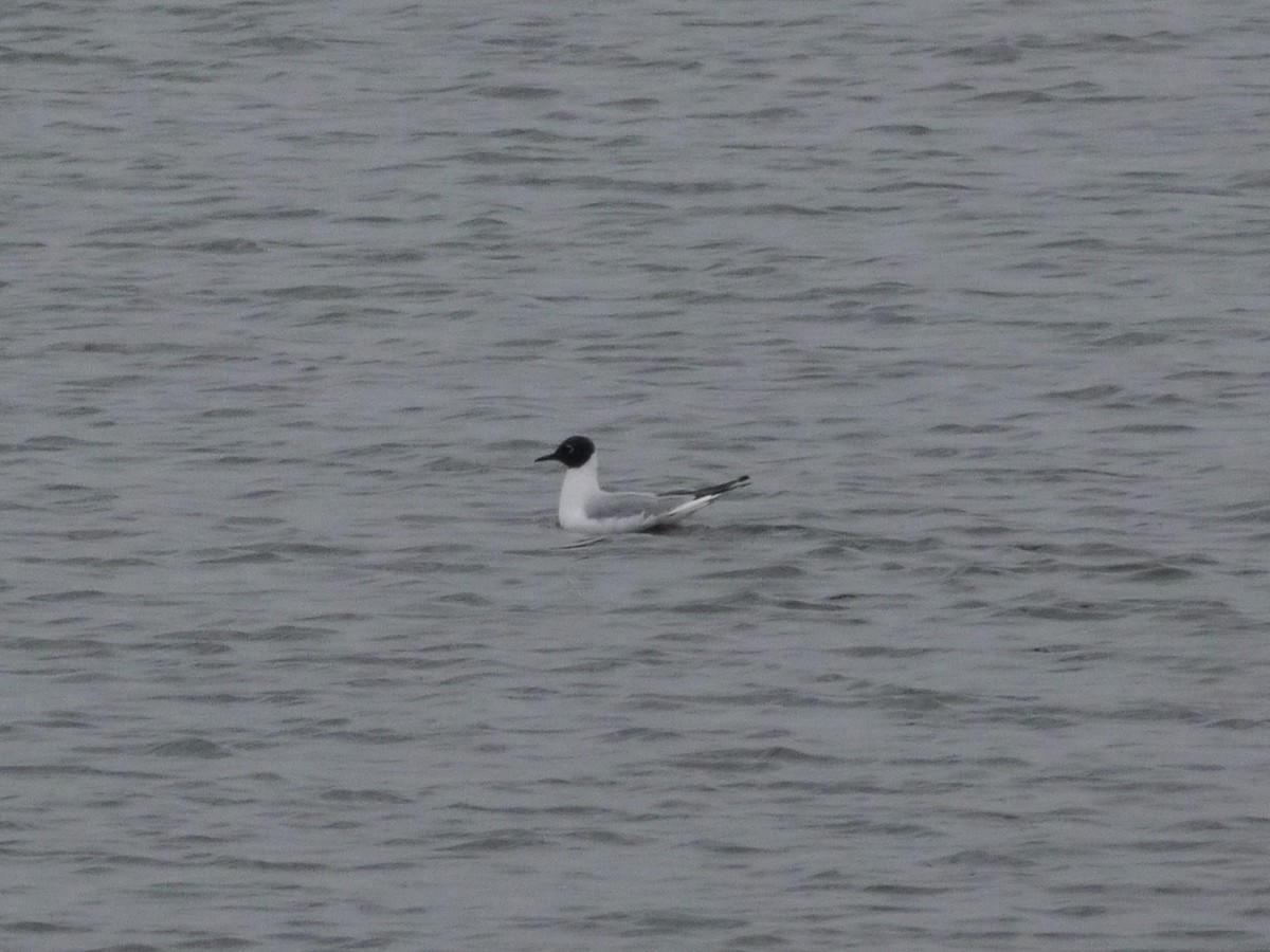 Bonaparte's Gull - ML646266731