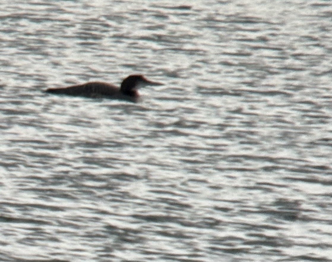 Common Loon - ML646266733