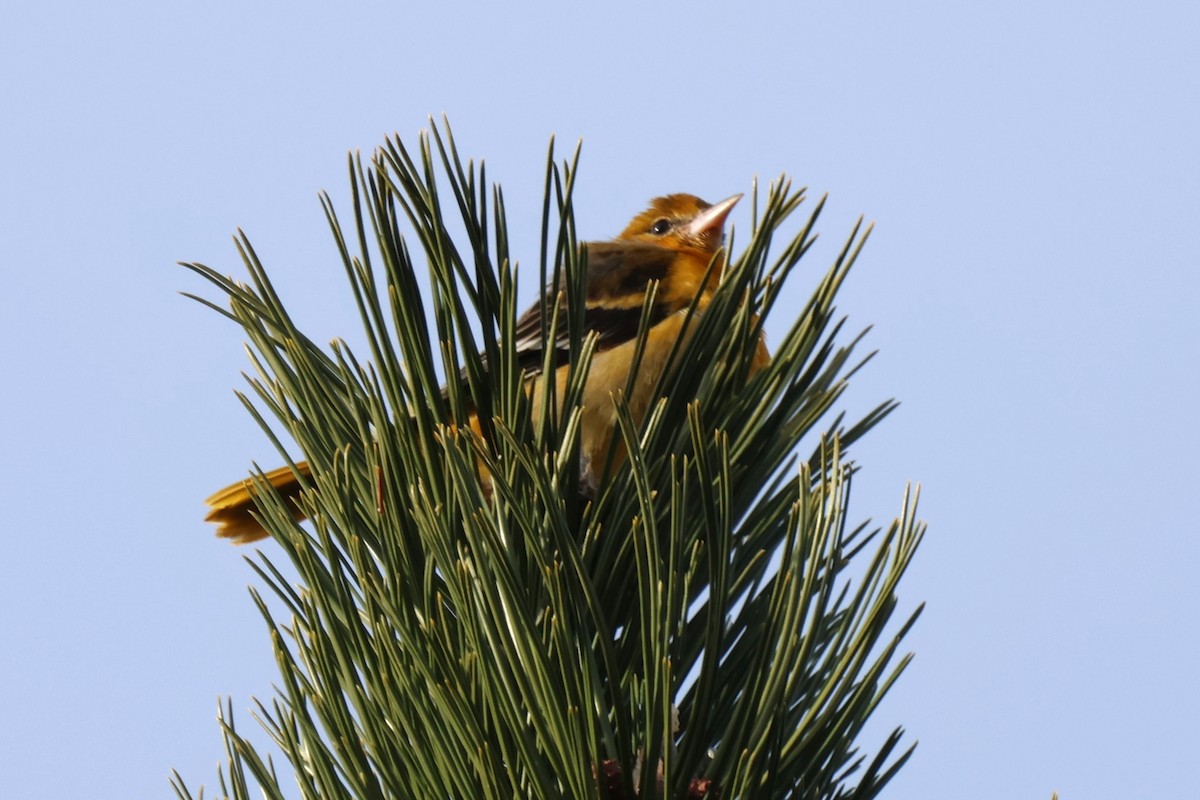 פזאי צפוני - ML646266735
