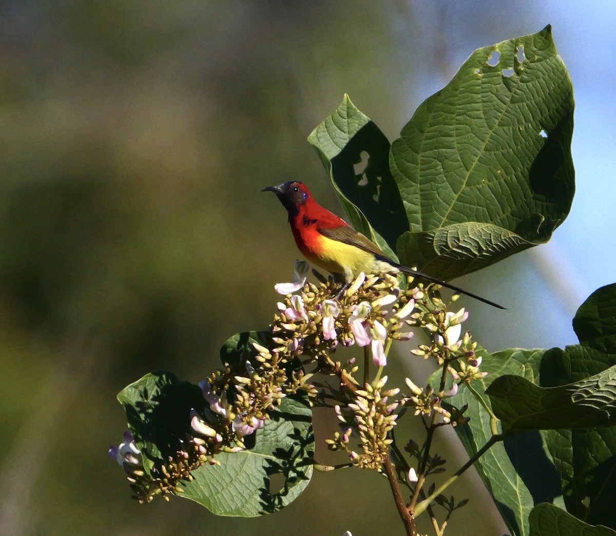 strdimil rudohřbetý (ssp. dabryii) - ML646266739