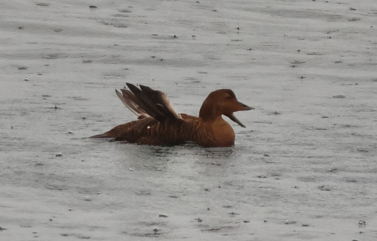 Common Eider - ML646266741