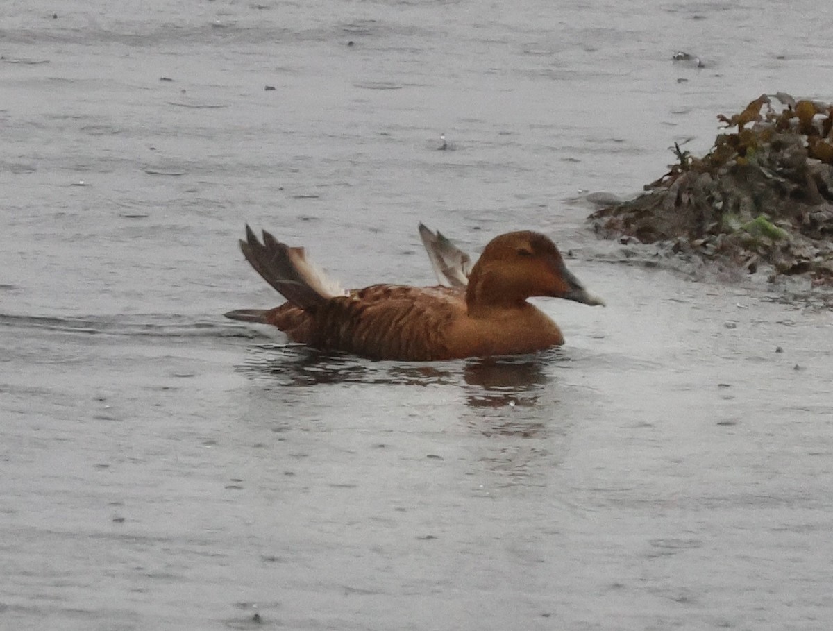 Common Eider - ML646266742