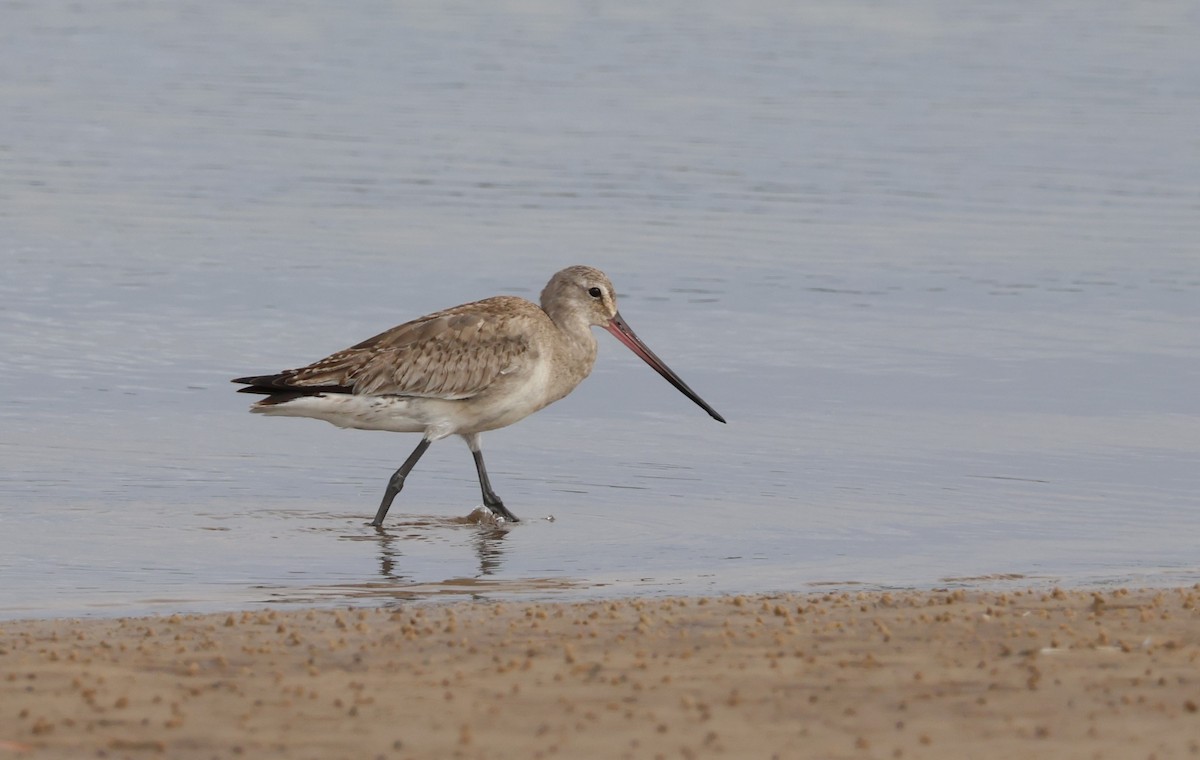 Hudsonian Godwit - ML646266743