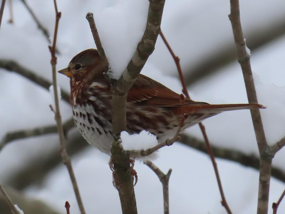 Fox Sparrow - ML646266745