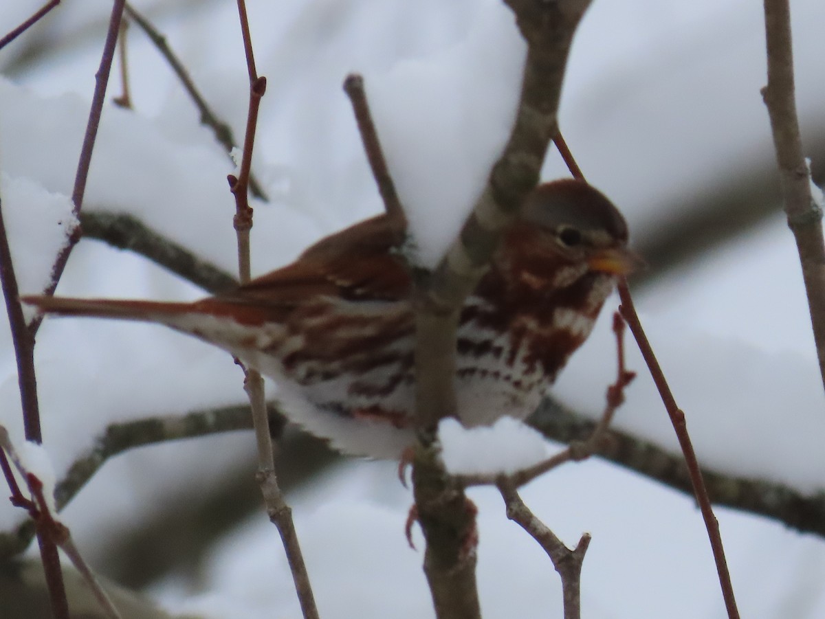 Fox Sparrow - ML646266746