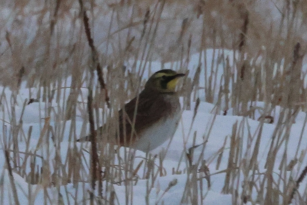 Horned Lark - ML646266747