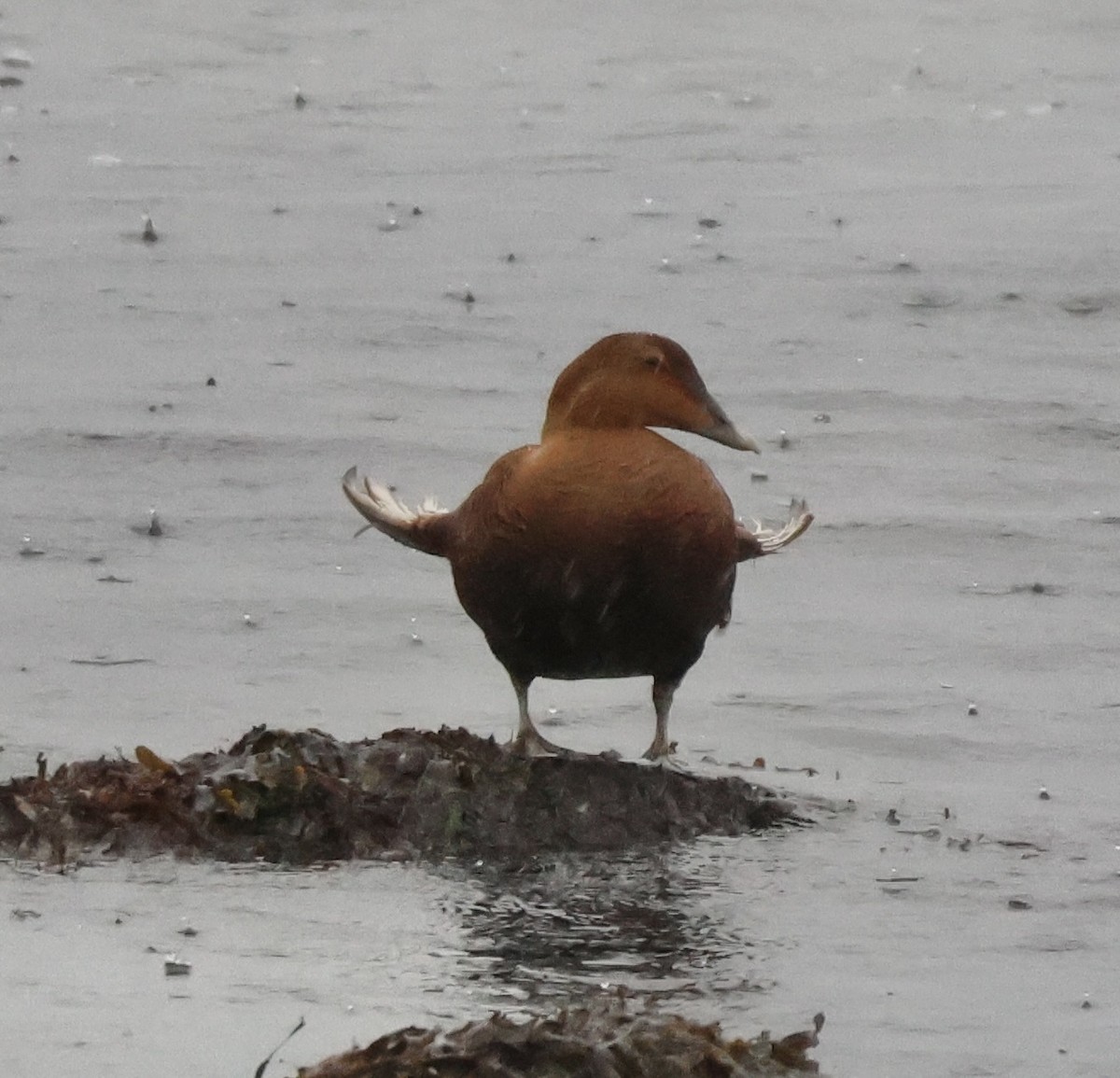 Common Eider - ML646266755
