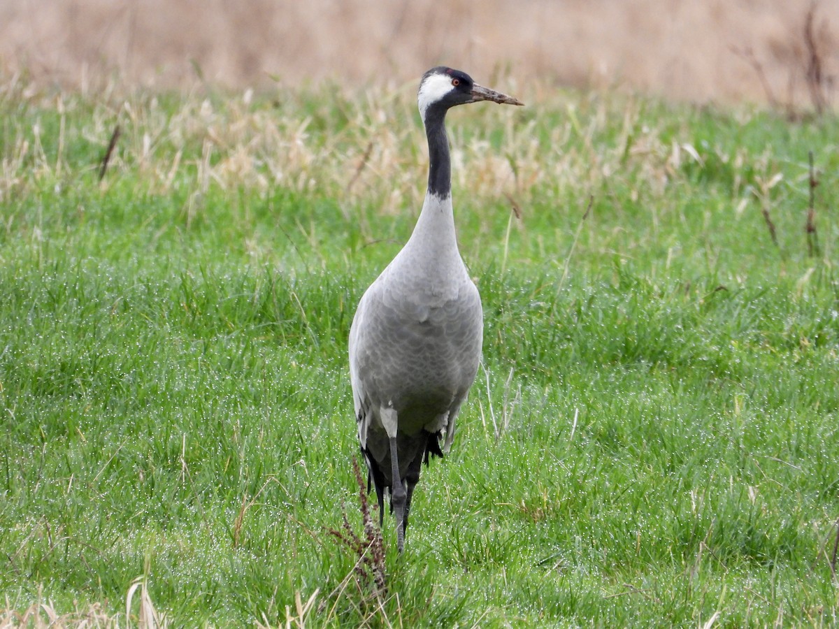 Common Crane - ML646266756