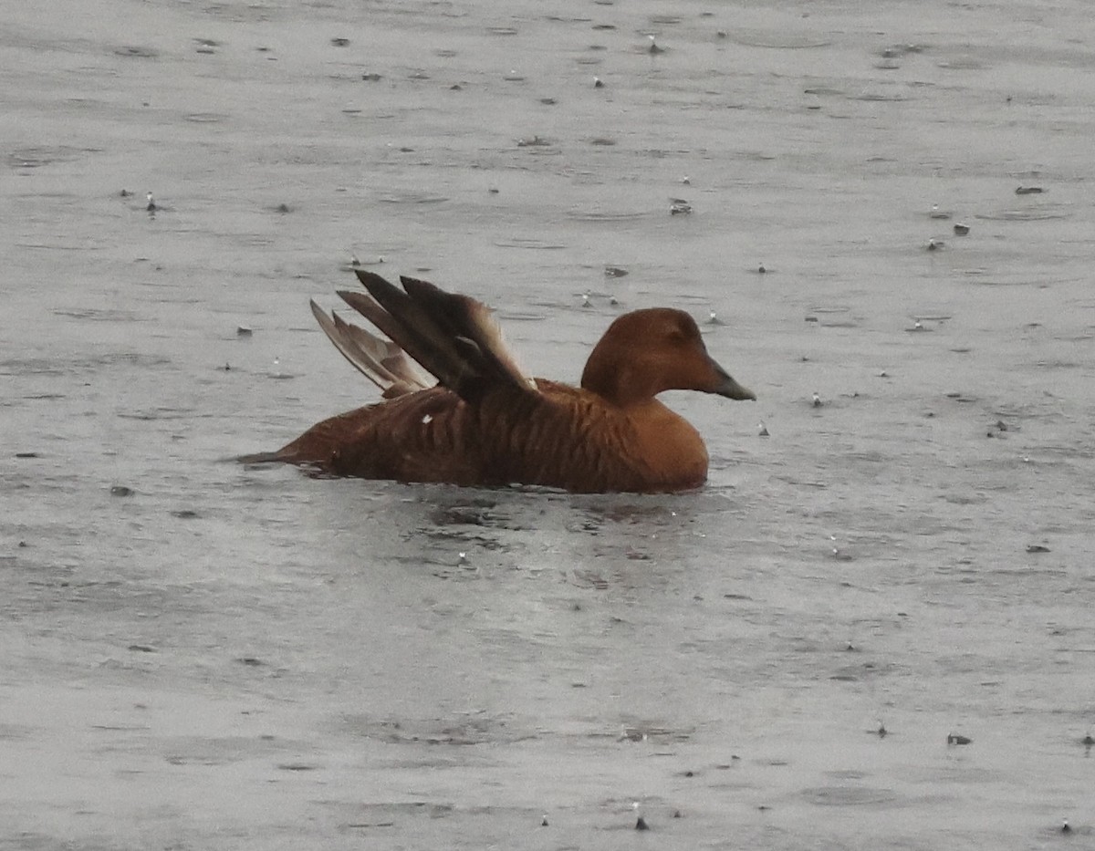 Common Eider - ML646266758