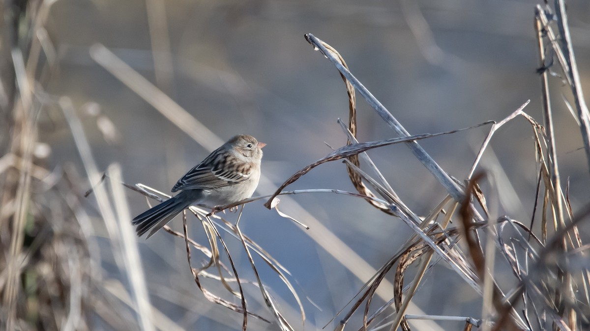 Field Sparrow - ML646266759