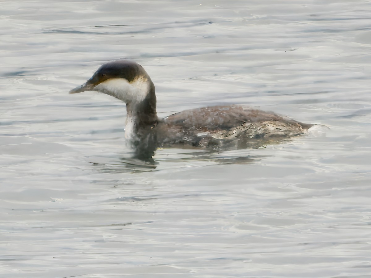 Horned Grebe - ML646266760