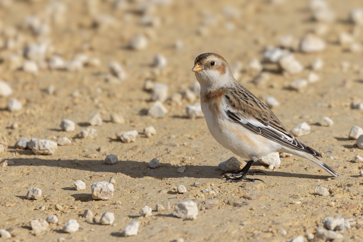 Snow Bunting - ML646266761