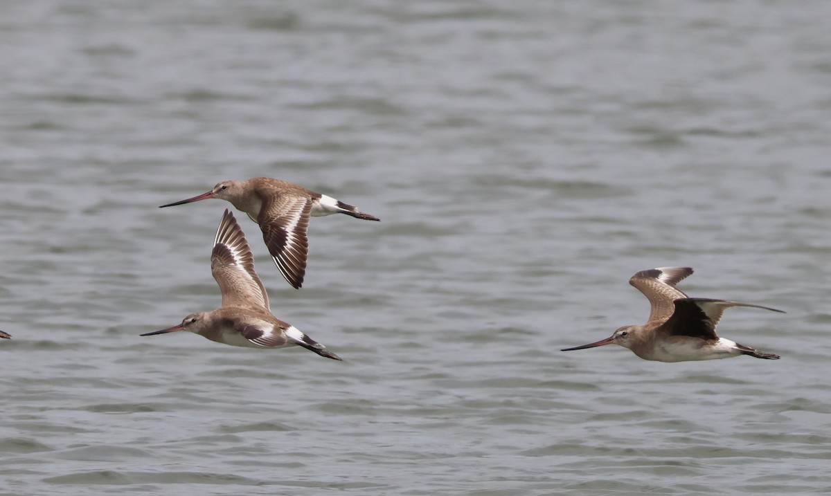 Hudsonian Godwit - ML646266764