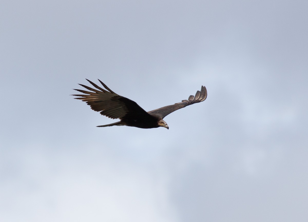 Lesser Yellow-headed Vulture - ML646266765