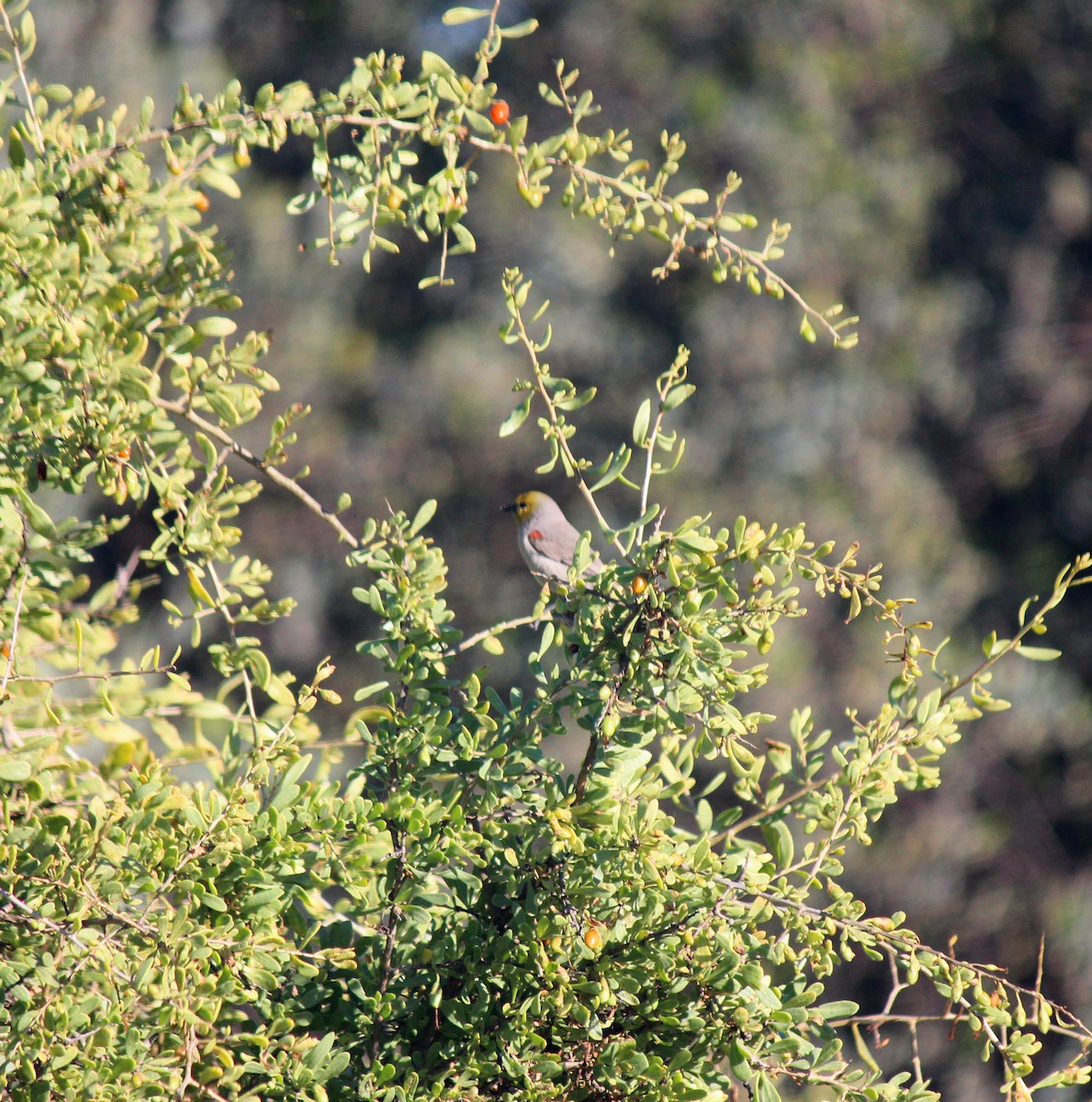 Verdin - ML646266772