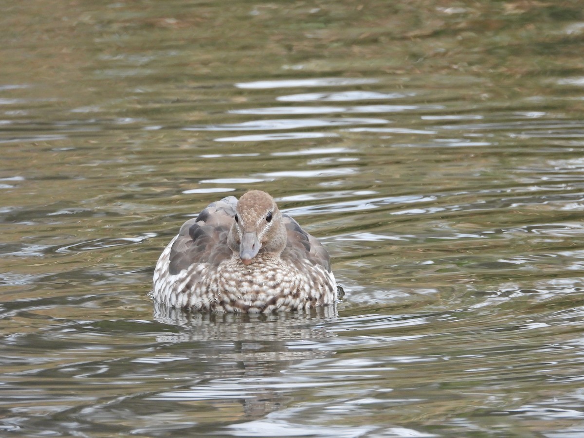 Maned Duck - ML646266774