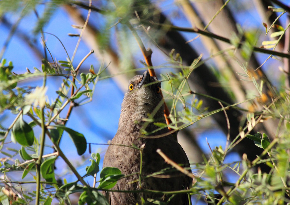 Curve-billed Thrasher - ML646266775