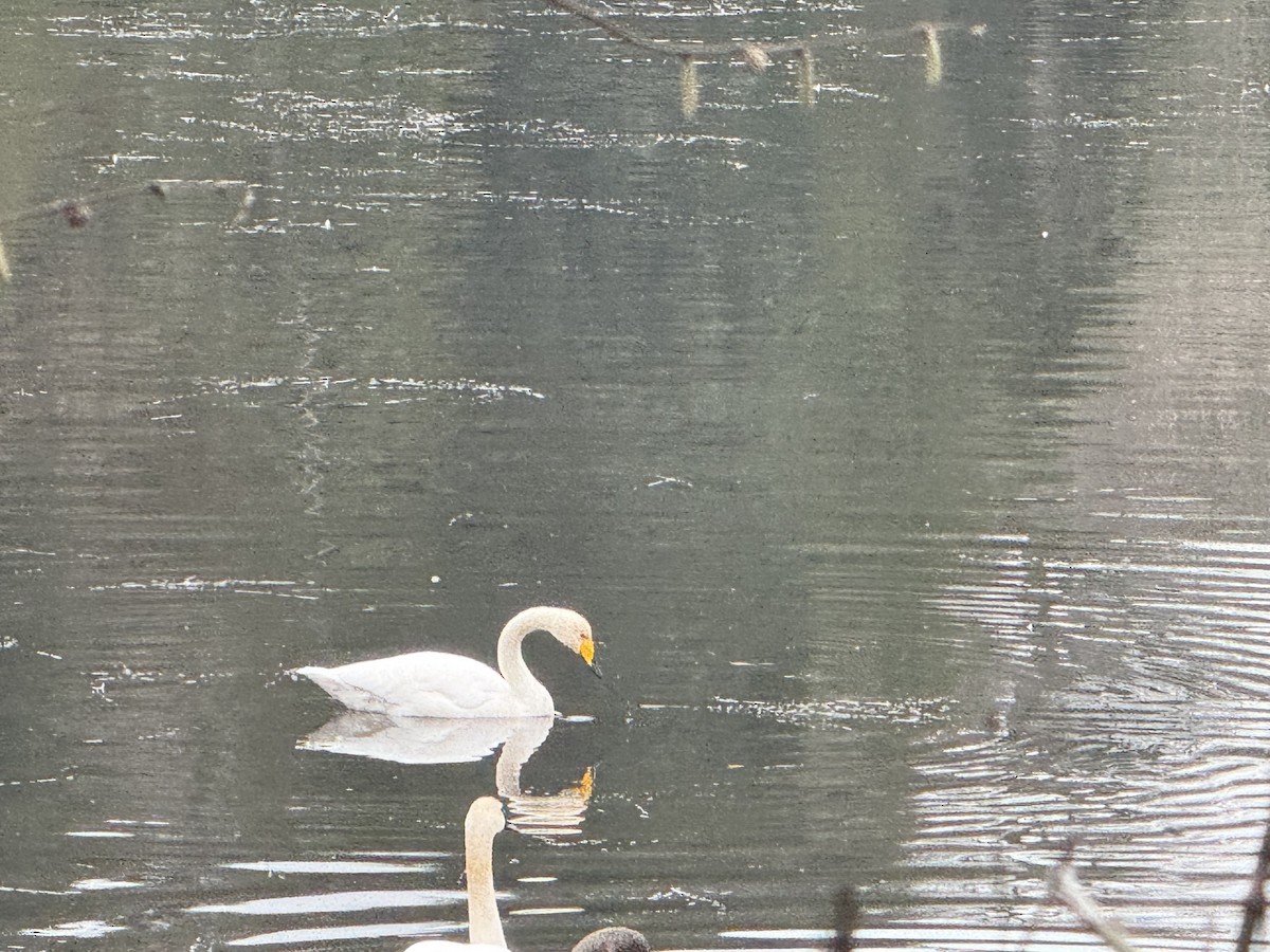 Whooper Swan - ML646266776