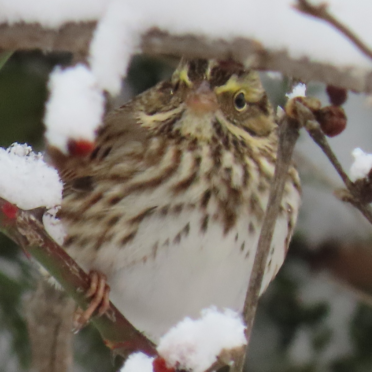 Savannah Sparrow - ML646266777