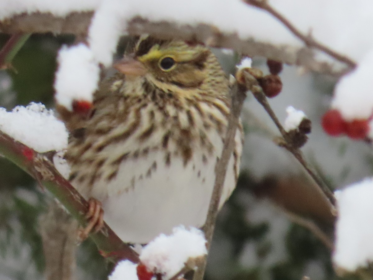 Savannah Sparrow - ML646266778