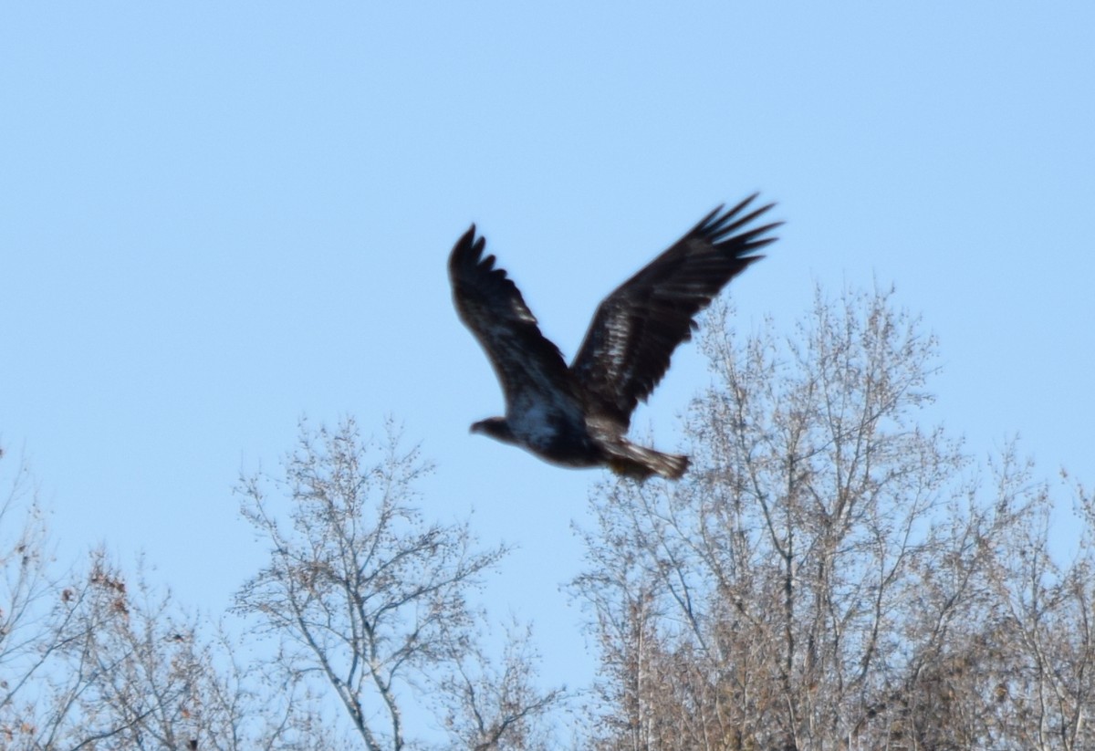 Bald Eagle - ML646266779