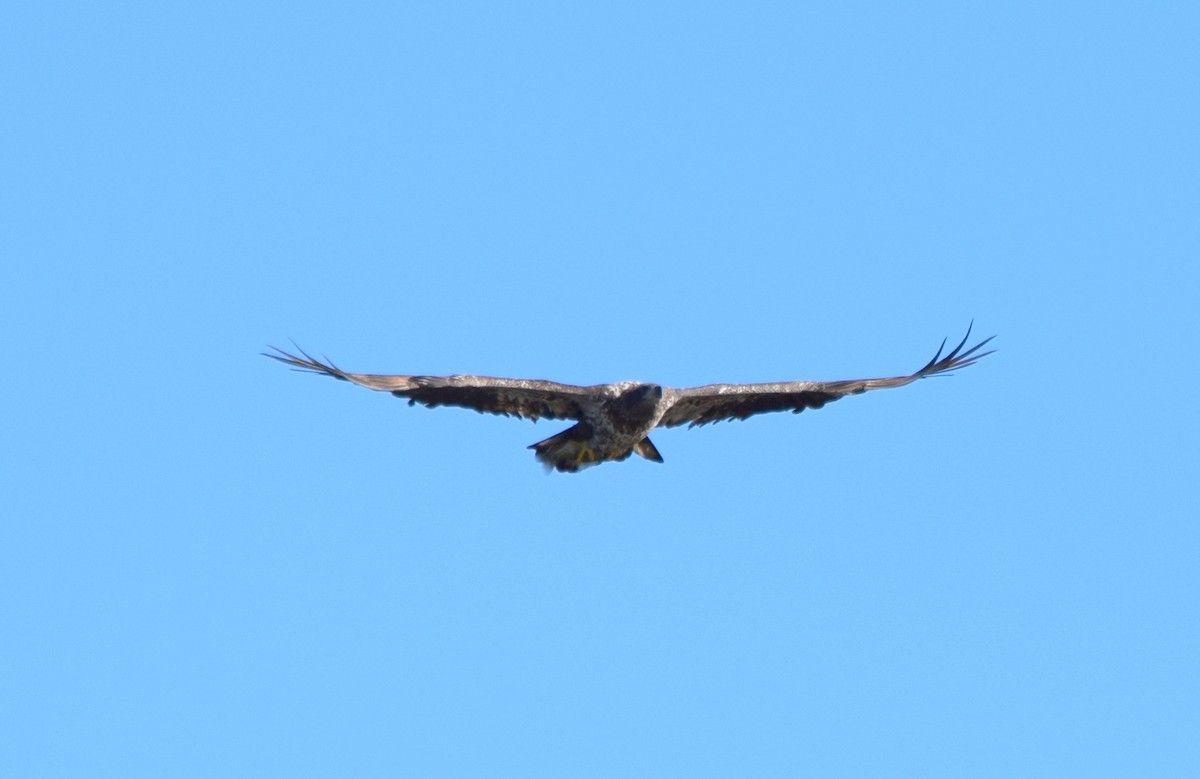 Bald Eagle - ML646266780