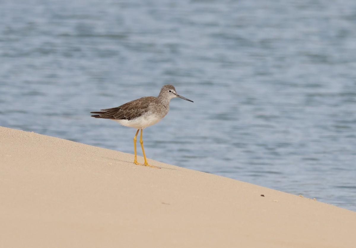 Greater Yellowlegs - ML646266781