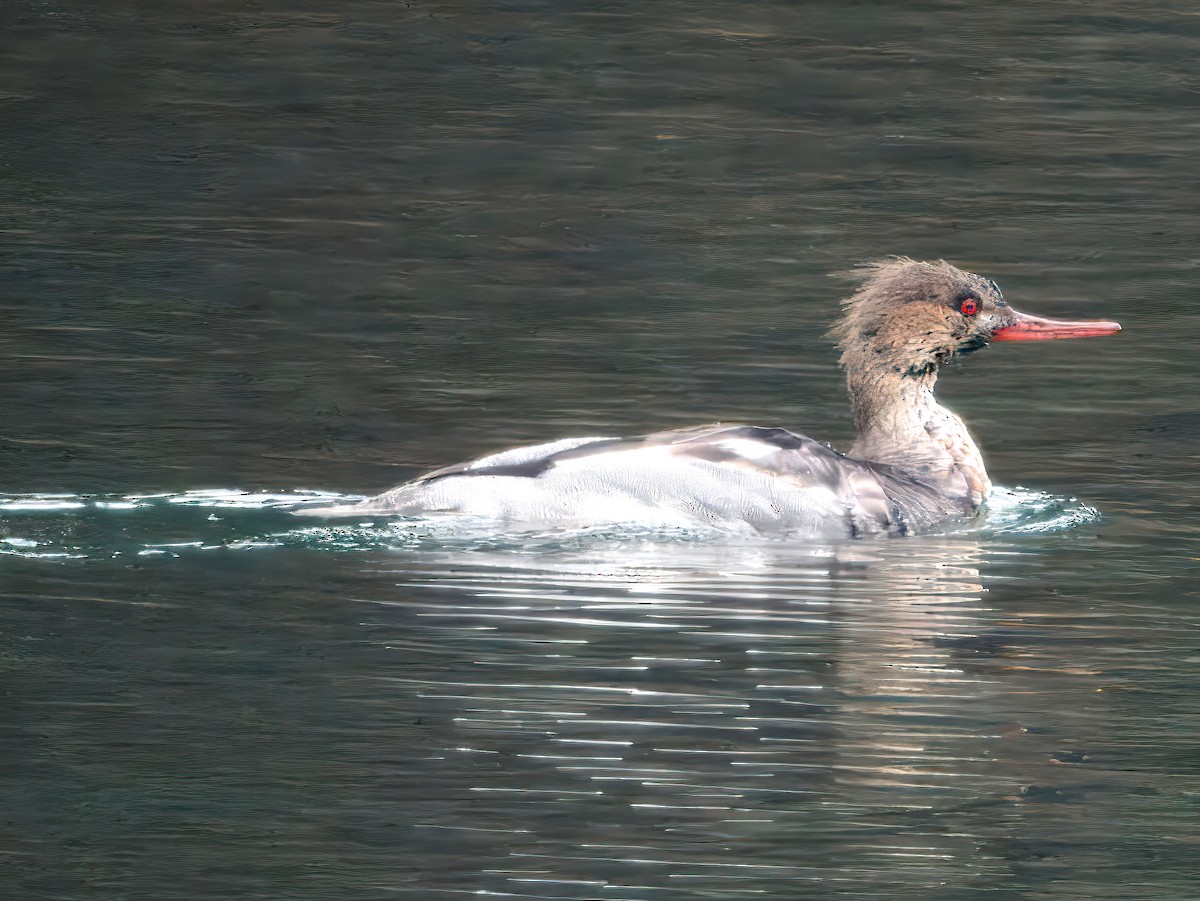 Red-breasted Merganser - ML646266783