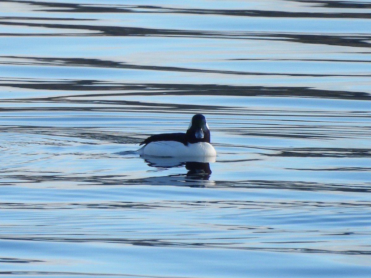 Bufflehead - ML646266784