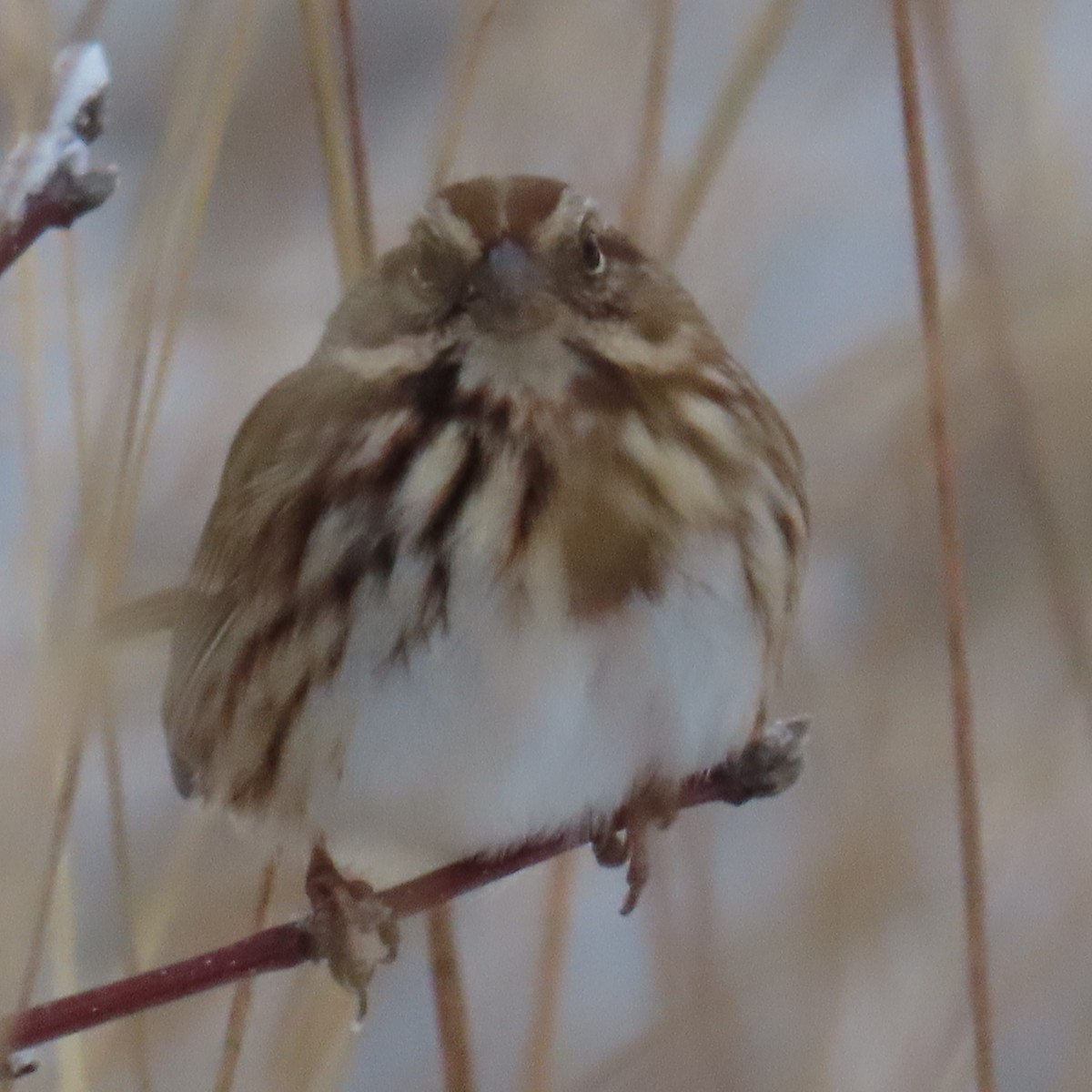 Song Sparrow - ML646266787