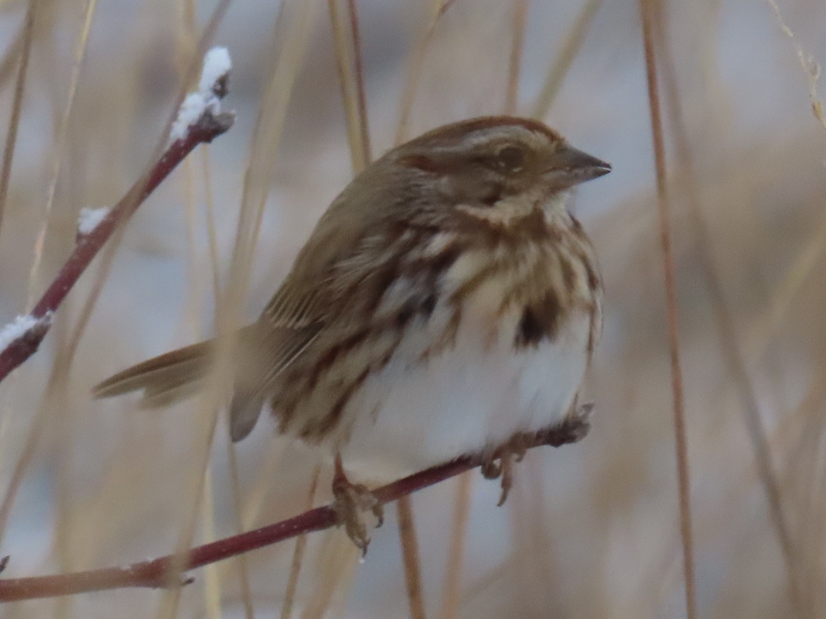 Song Sparrow - ML646266788