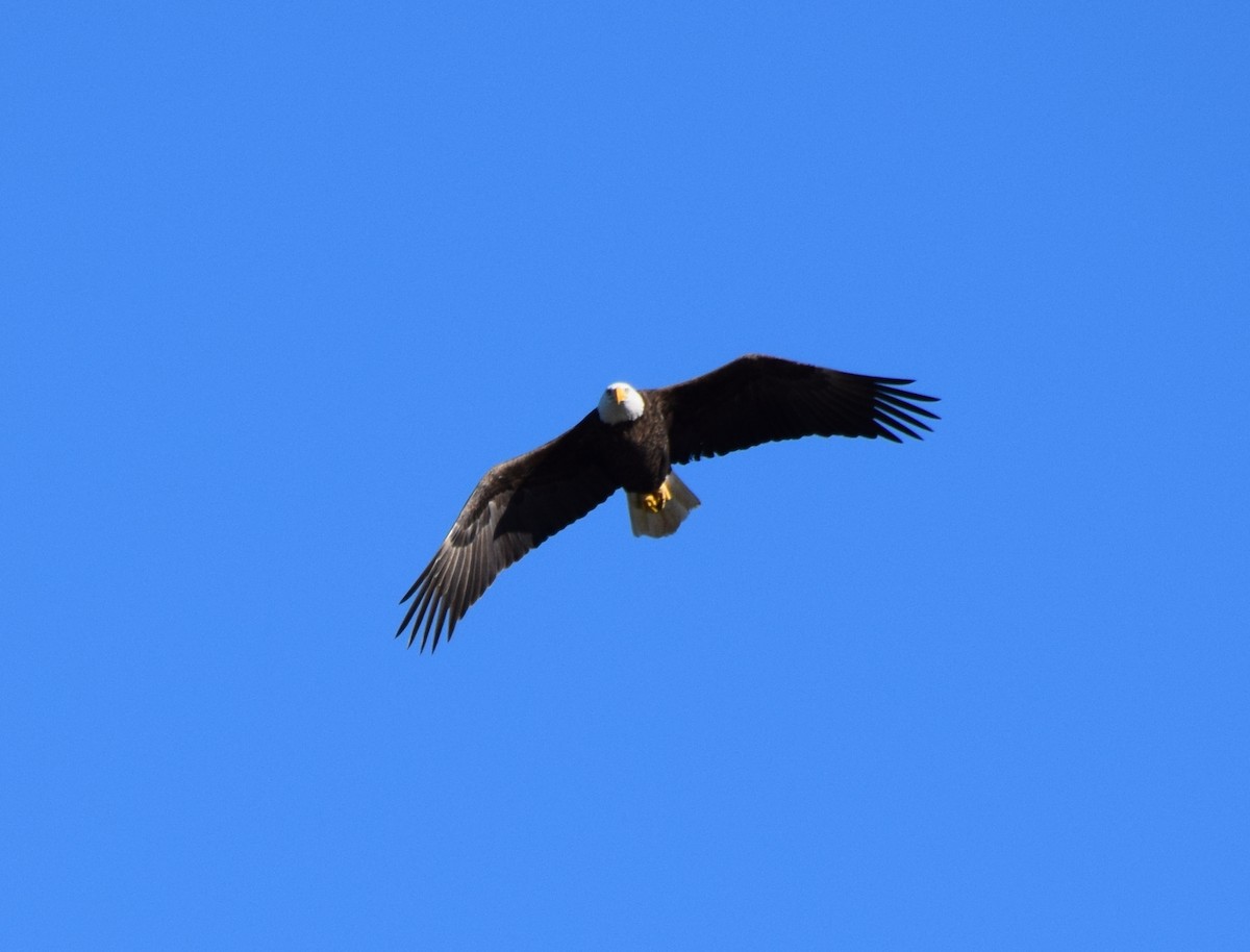 Bald Eagle - ML646266790