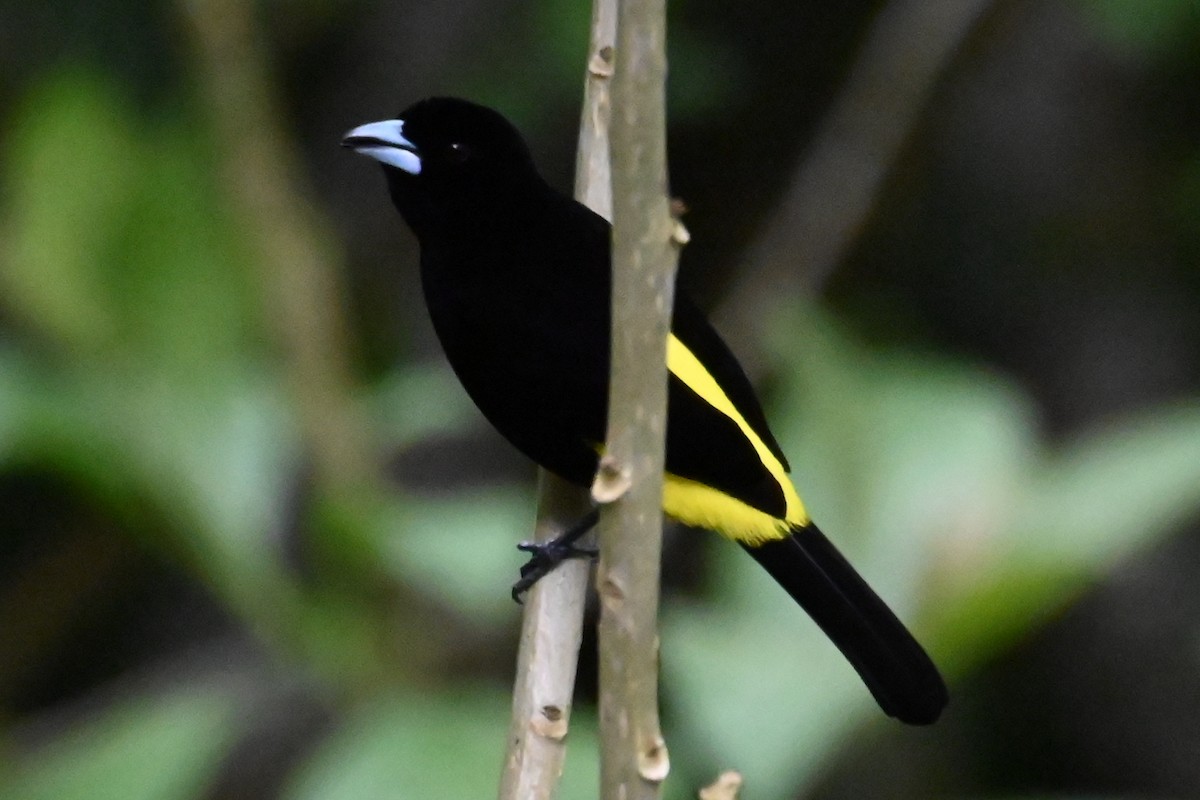 Flame-rumped Tanager (Lemon-rumped) - ML646266791