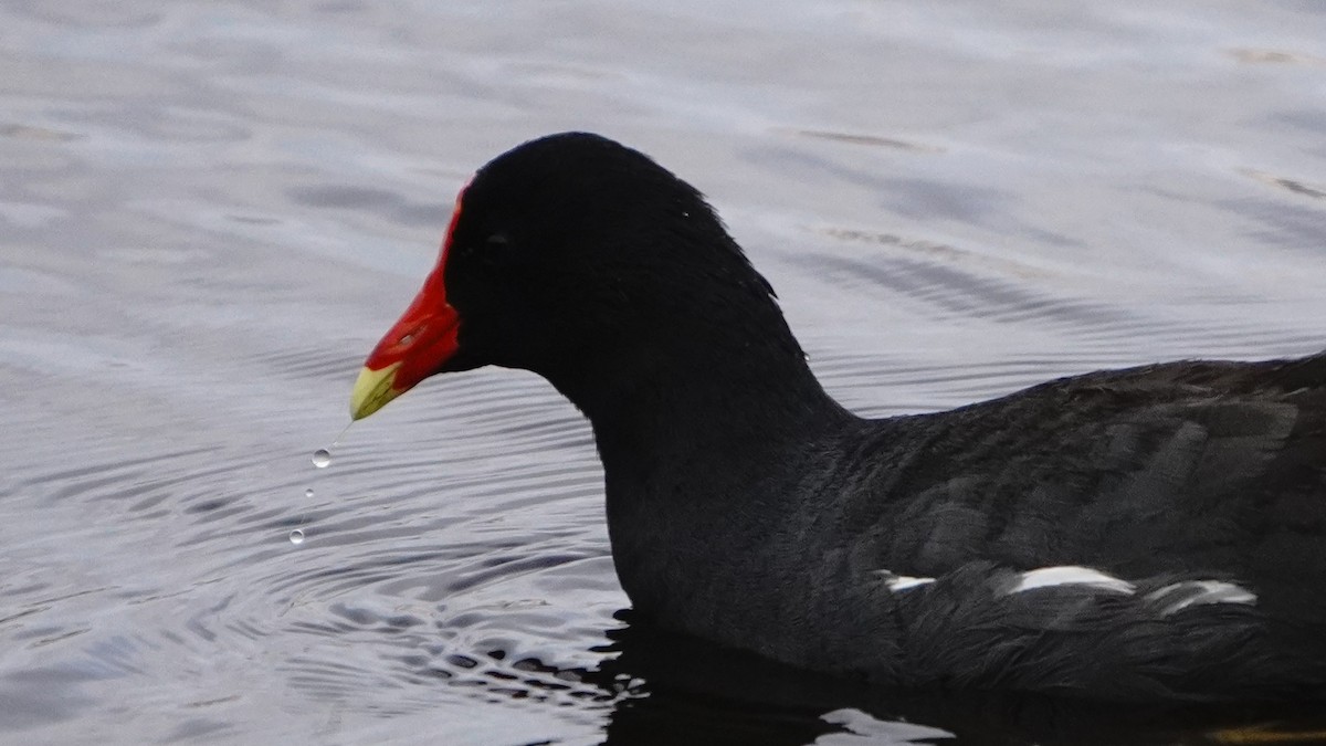 Amerikateichhuhn - ML646266792