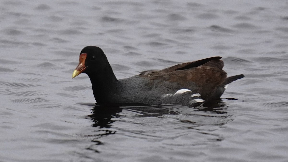 Amerikateichhuhn - ML646266793