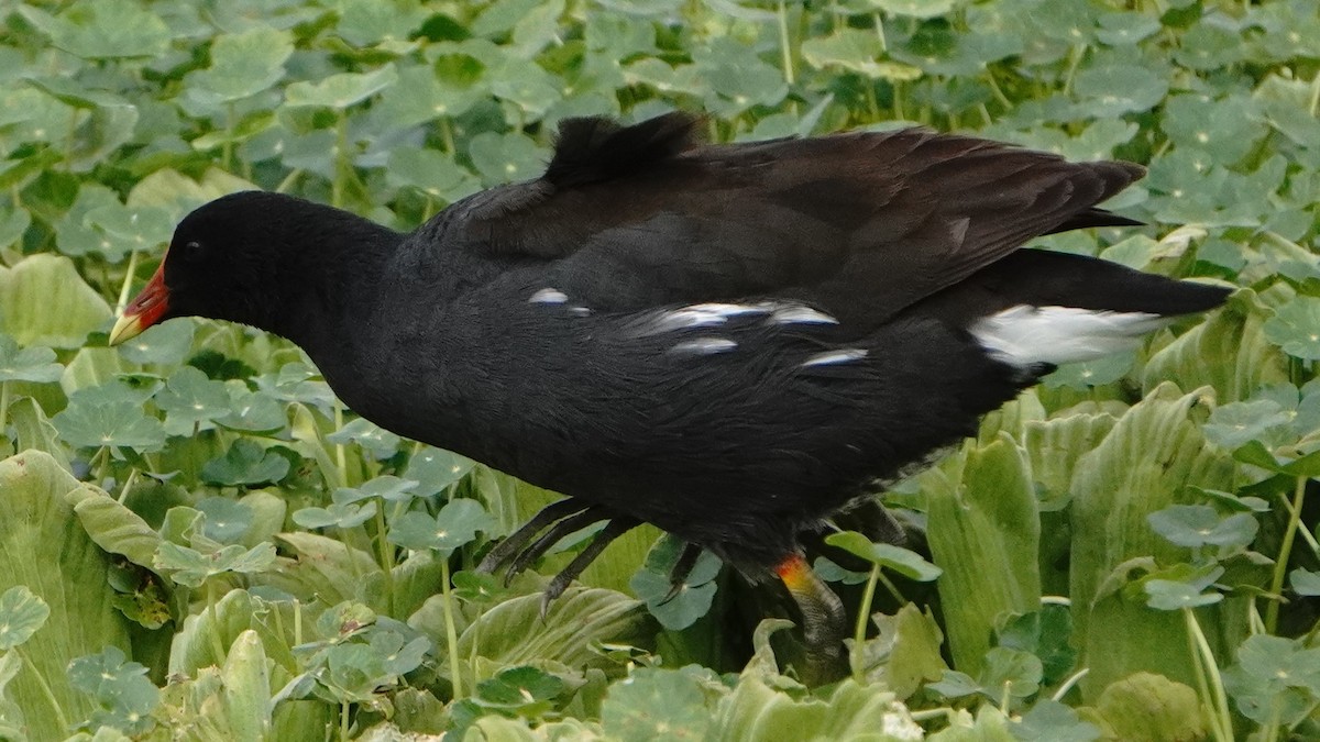 Amerikateichhuhn - ML646266794