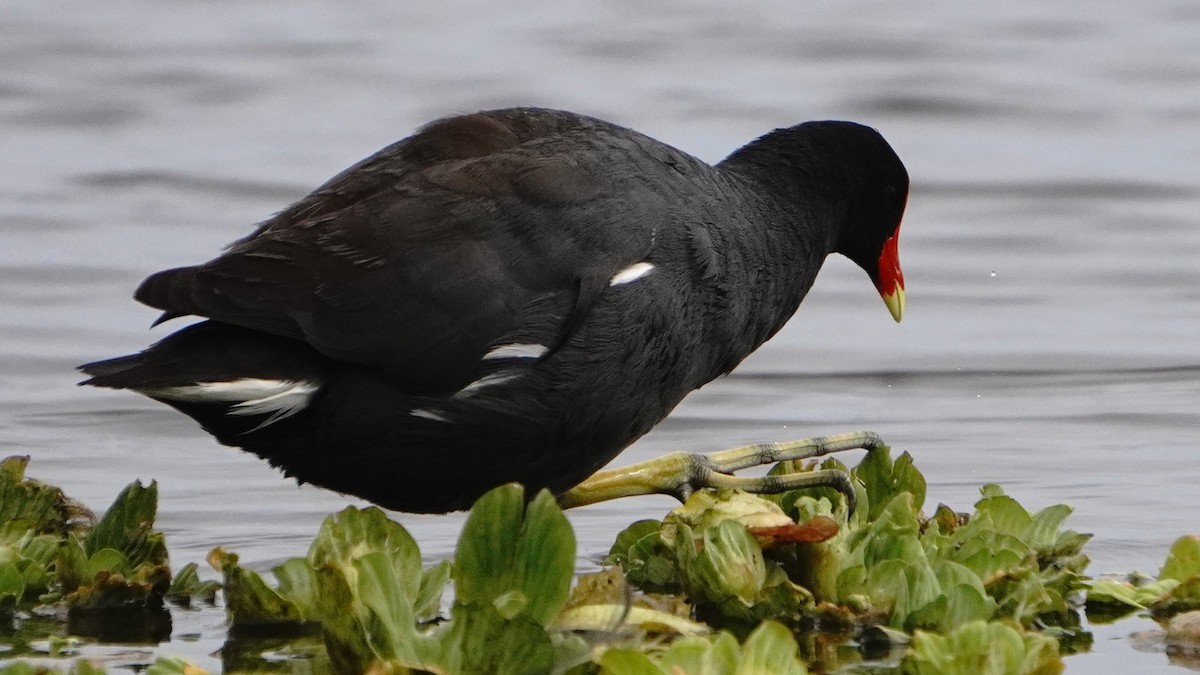 Common Gallinule - ML646266795