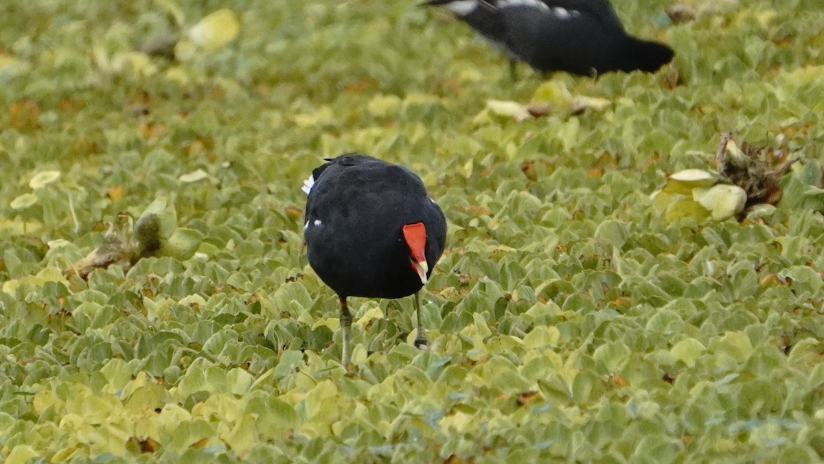 Common Gallinule - ML646266796