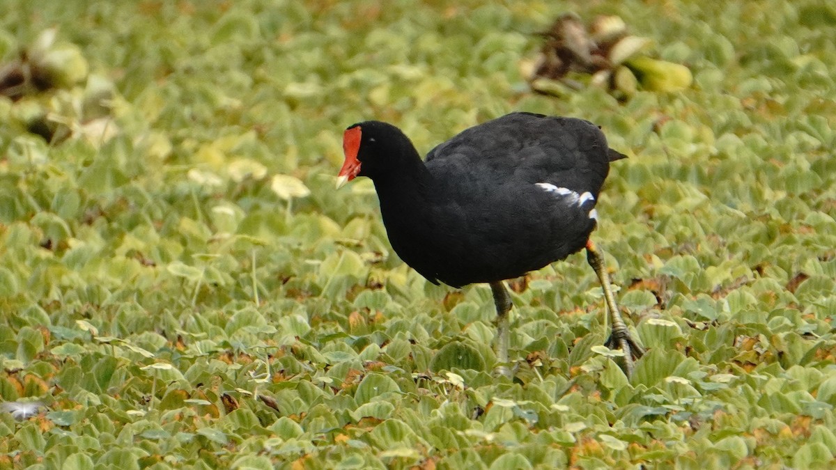 Common Gallinule - ML646266799