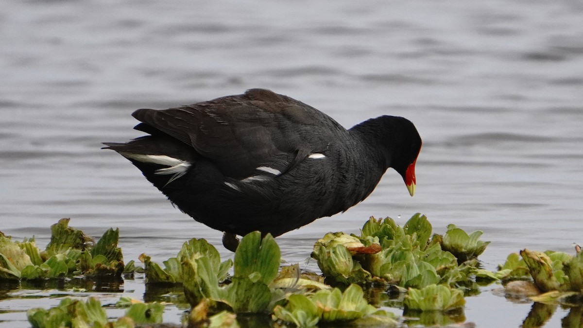 Common Gallinule - ML646266800