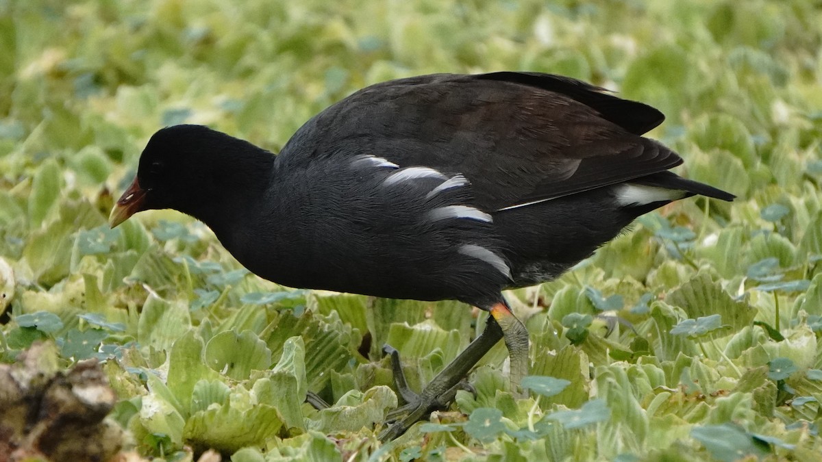 Common Gallinule - ML646266802