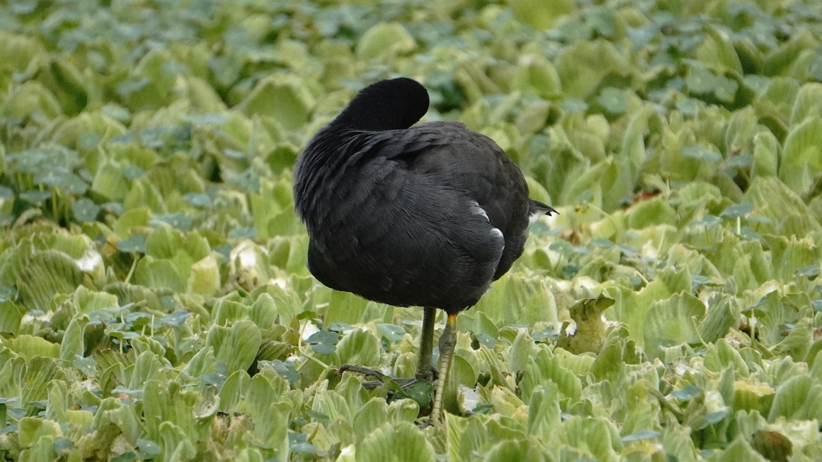 Common Gallinule - ML646266804
