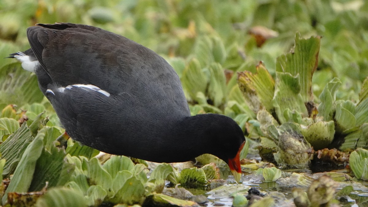 Amerikateichhuhn - ML646266805