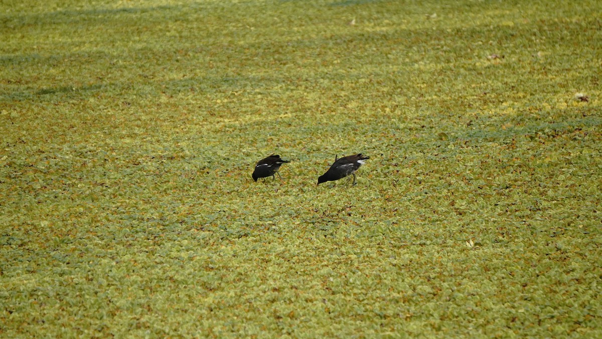 Amerikateichhuhn - ML646266806