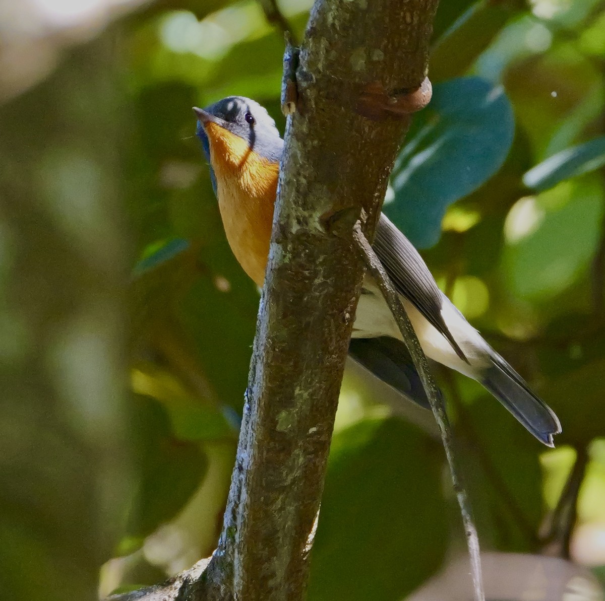 Slaty-backed Flycatcher - ML646266807